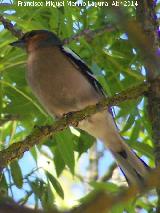 Pjaro Pinzn - Fringilla coelebs. Laguna Grande - Baeza