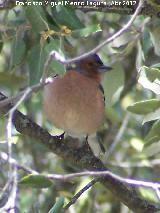 Pjaro Pinzn - Fringilla coelebs. La Mojonera - Jan