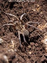 Araa Tarntula europea - Lycosa tarantula. Giribaile - Vilches