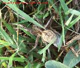 Araa Tarntula europea - Lycosa tarantula. Navas de San Juan