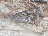 Mariposa banda acodada - Hipparchia alcyone. Morrin - Yeste