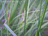 Polilla penacho - Pterophorus monodactylus. Segura