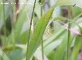 Polilla penacho - Pterophorus monodactylus. Segura