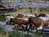 Toro - Bos taurus. Cabestros o bueyes (toros castrados). Pontones