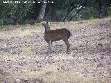 Ciervo - Cervus elaphus. Sierra de Andjar