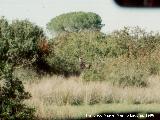 Ciervo - Cervus elaphus. Coto de Doana