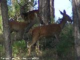 Ciervo - Cervus elaphus. Los Anchos - Santiago Pontones