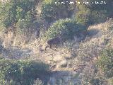 Ciervo - Cervus elaphus. Navas de San Juan