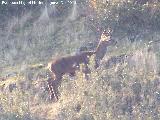 Ciervo - Cervus elaphus. Navas de San Juan