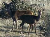 Ciervo - Cervus elaphus. Navas de San Juan