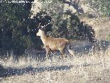 Ciervo - Cervus elaphus. Navas de San Juan