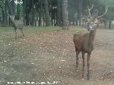 Ciervo - Cervus elaphus. El Vaquerizo - Castellar