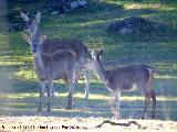 Ciervo - Cervus elaphus. Vereda de las Sepulturas - Andjar