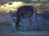 Ciervo - Cervus elaphus. Vereda de las Sepulturas - Andjar