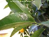 Mosca blanca de los ctricos - Aleurothrixus floccosus . Los Villares