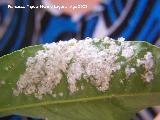 Mosca blanca de los ctricos - Aleurothrixus floccosus . Los Villares