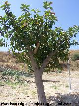 Ficus de hoja grande - Ficus elastica. Benalmdena