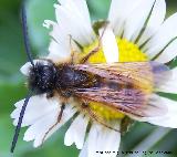 Abeja de antenas largas - Eucera longicornis. Cerro Veleta - Jan