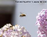 Abeja de antenas largas - Eucera longicornis. Navas de San Juan