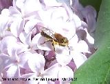 Abeja de antenas largas - Eucera longicornis. Navas de San Juan