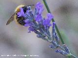 Abejorro de los prados - Bombus pratorum. Las Castaetas - Villacarrillo