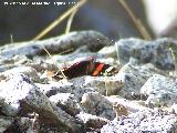 Mariposa vulcana - Vanessa atalanta. Pozo de San Guillermo - Linares