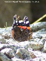 Mariposa vulcana - Vanessa atalanta. Pozo de San Guillermo - Linares