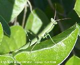 Mantis religiosa - Mantis religiosa. Jan