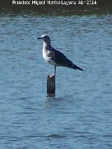 Pjaro Gaviota reidora - Chroicocephalus ridibundus. Laguna La Charca - Baeza