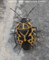 Chinche de escudo - Eurydema dominulus. Los Villares