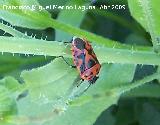 Chinche de escudo - Eurydema dominulus. Arquillos