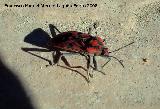 Chinche de campo - Spilostethus furcula. Los Villares