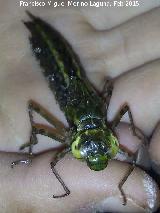 Larva de liblula - Sympetrum sp.. Navas de San Juan