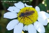 Mosca Platypalpus - Platypalpus sp.. Navas de San Juan