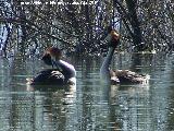 Pjaro Somormujo Lavanco - Podiceps cristatus. Cortejo de apareamiento. Laguna Grande - Baeza