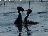 Pjaro Somormujo Lavanco - Podiceps cristatus. Cortejo de apareamiento. Laguna Grande - Baeza