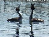 Pjaro Somormujo Lavanco - Podiceps cristatus. Cortejo de apareamiento. Laguna Grande - Baeza