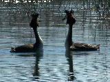 Pjaro Somormujo Lavanco - Podiceps cristatus. Cortejo de apareamiento. Laguna Grande - Baeza