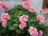 Geranio - Pelargonium zonale. Navas de San Juan