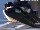 Pjaro Golondrina - Hirundo rustica. Los Villares