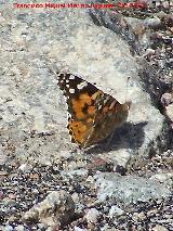 Mariposa Vanesa de los cardos - Vanessa cardui. Pozo de San Guillermo - Linares