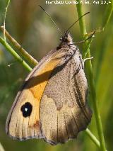 Mariposa Maniola jurtina - Maniola jurtina. Giribaile - Vilches