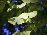 Gingkgo - Gingko biloba. Crdoba