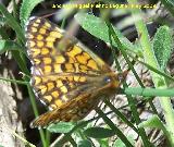 Mariposa Euphydryas maturna - Euphydryas maturna. Pitillos. Valdepeas