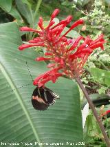 Mariposa Heliconius melpomene - Heliconius melpomene. 