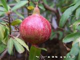 Granado - Punica granatum. Navas de San Juan