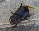 Escarabajo rinoceronte europeo - Oryctes nasicornis. Hembra. Los Villares