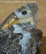 Mariposa Hipparchia statilinus - Hipparchia statilinus. Los Villares