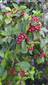 Aladierno - Rhamnus alaternus. La Venta - Los Villares