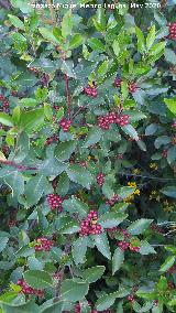 Aladierno - Rhamnus alaternus. La Venta - Los Villares